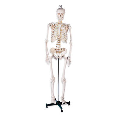 Plastic Male Skeleton on Stand